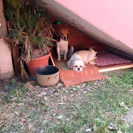 Corona Bed & Breakfast Sardara