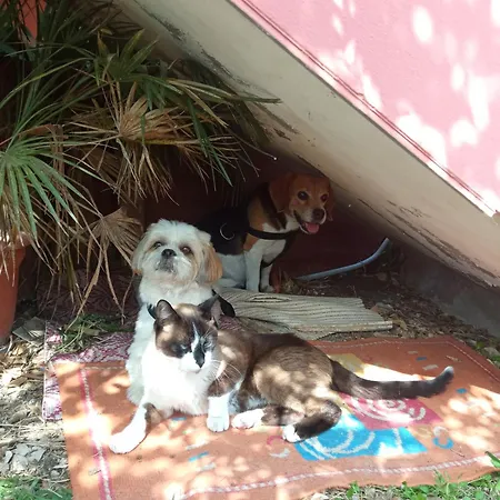 Corona Bed & Breakfast